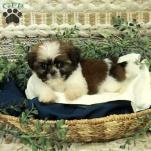 Tammy, Shih Tzu Puppy
