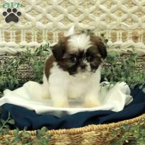 Tammy, Shih Tzu Puppy