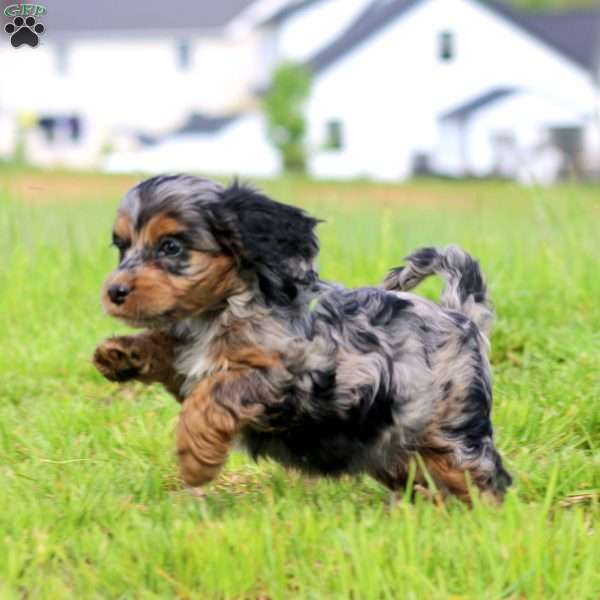 Tammy, Cockapoo Puppy