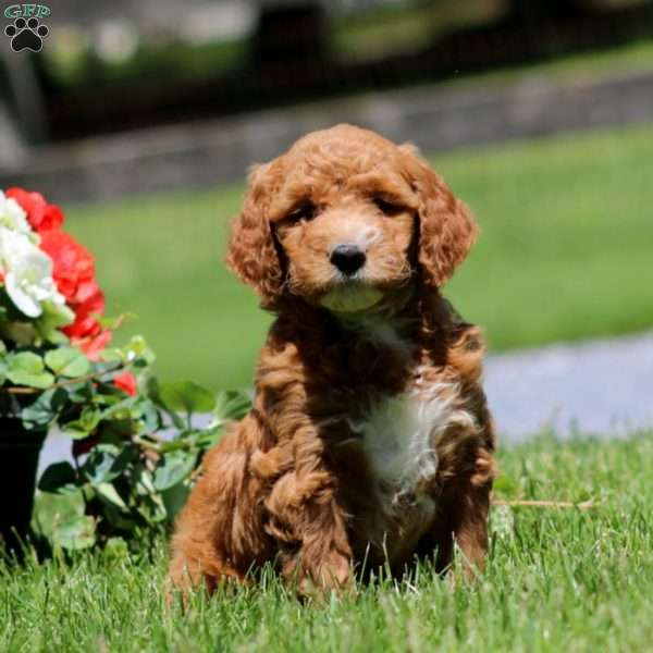 Tammy, Goldendoodle Puppy