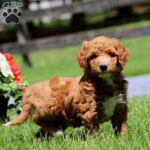 Tammy, Goldendoodle Puppy
