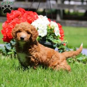 Tammy, Goldendoodle Puppy