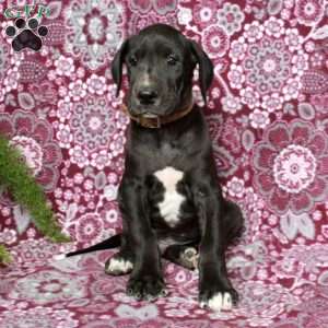 Tanner, Great Dane Puppy
