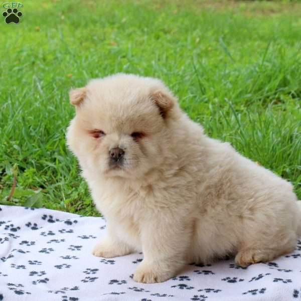Tapioca, Chow Chow Puppy