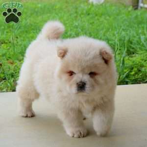 Tapioca, Chow Chow Puppy