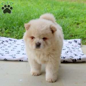 Tapioca, Chow Chow Puppy