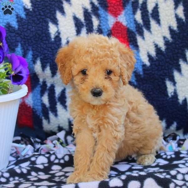 Tara, Mini Goldendoodle Puppy