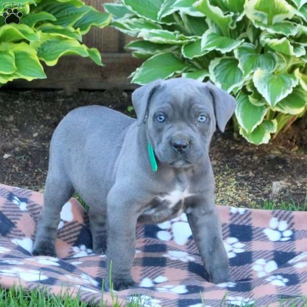 Tara, Cane Corso Puppy