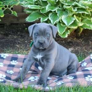 Tara, Cane Corso Puppy