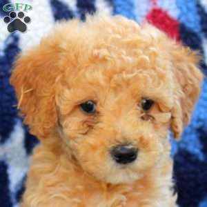 Tara, Mini Goldendoodle Puppy