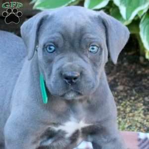 Tara, Cane Corso Puppy