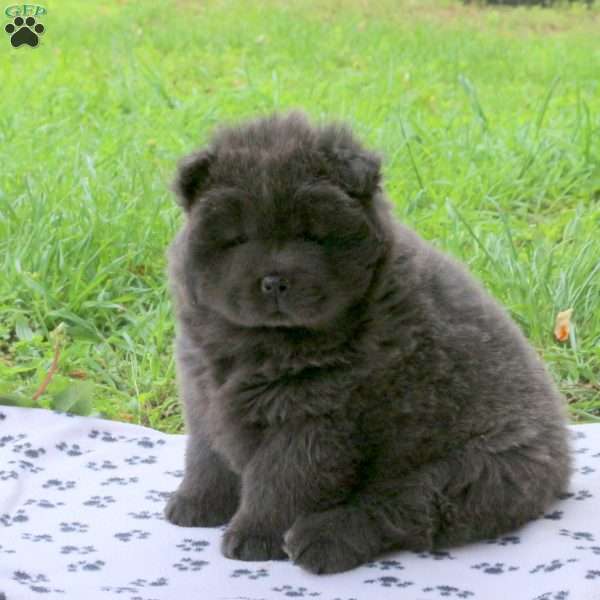 Taro, Chow Chow Puppy