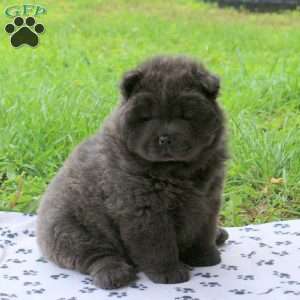 Taro, Chow Chow Puppy
