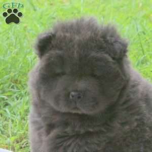 Taro, Chow Chow Puppy