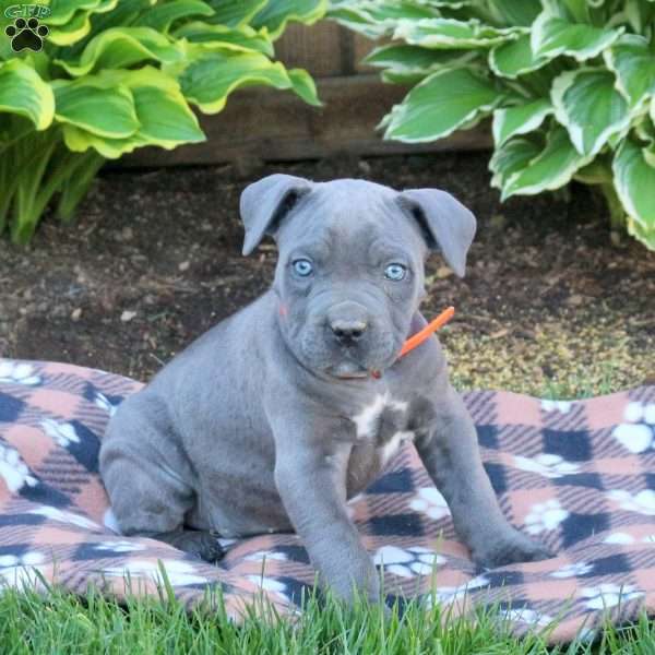 Tarzan, Cane Corso Puppy