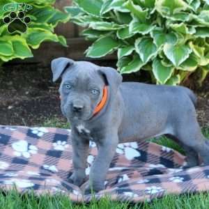 Tarzan, Cane Corso Puppy