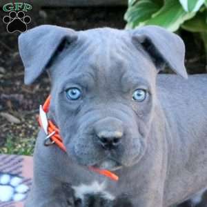 Tarzan, Cane Corso Puppy