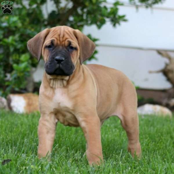Tasha, Cane Corso Puppy