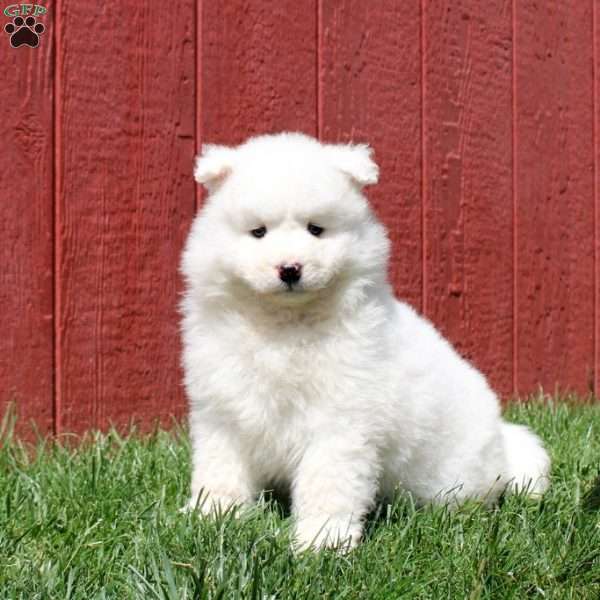 Tasha, Samoyed Puppy