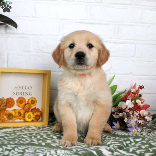Tasha, Golden Retriever Puppy