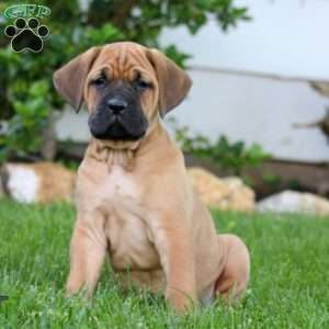 Tasha, Cane Corso Puppy