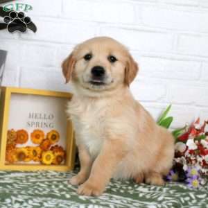 Tasha, Golden Retriever Puppy