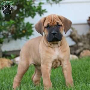 Tasha, Cane Corso Puppy