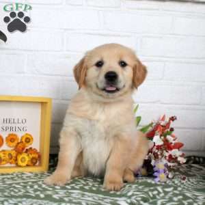 Tasha, Golden Retriever Puppy