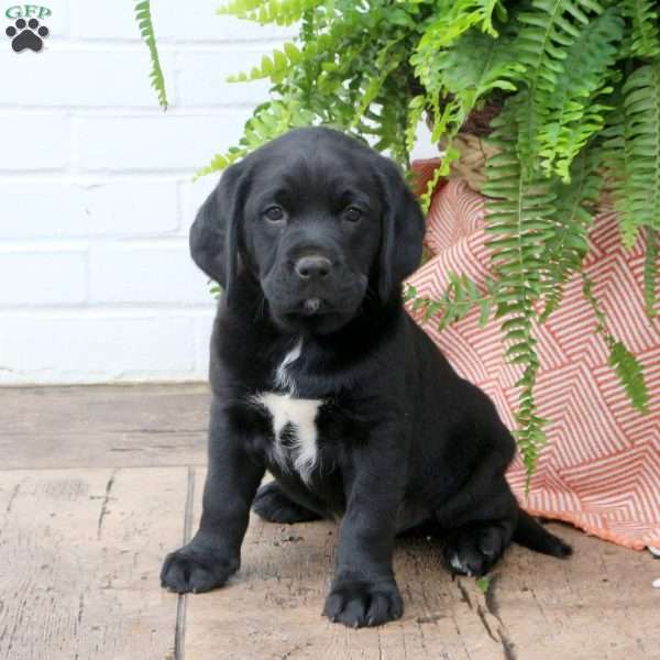 Tate, Labrador Mix Puppy