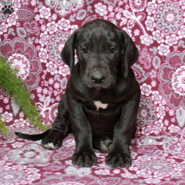 Tate, Great Dane Puppy