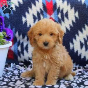 Tate, Mini Goldendoodle Puppy