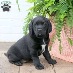 Tate, Labrador Mix Puppy