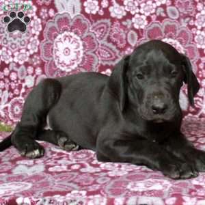 Tate, Great Dane Puppy