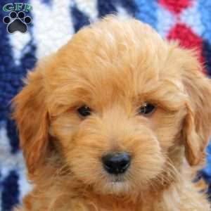 Tate, Mini Goldendoodle Puppy