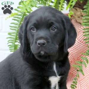 Tate, Labrador Mix Puppy