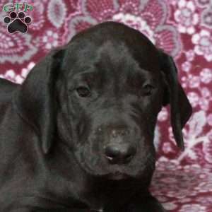 Tate, Great Dane Puppy