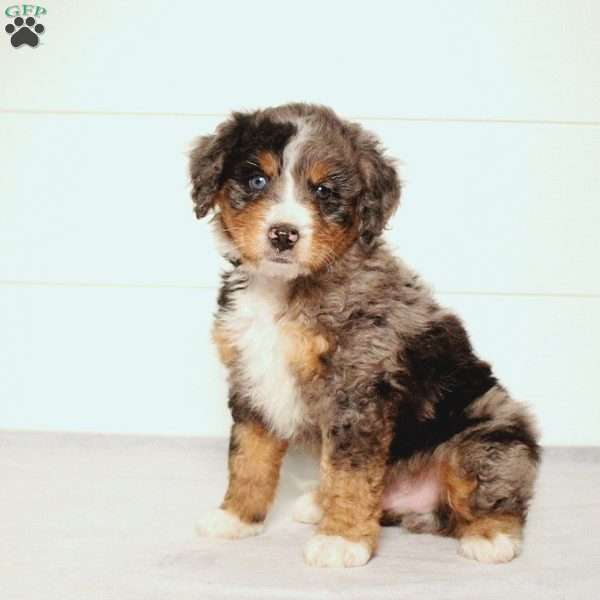 Tate, Mini Bernedoodle Puppy