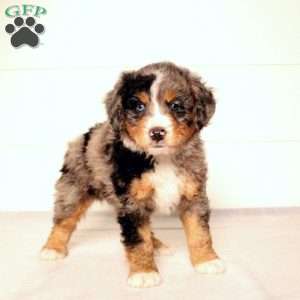 Tate, Mini Bernedoodle Puppy