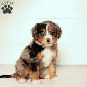 Tate, Mini Bernedoodle Puppy