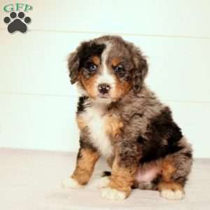 Tate, Mini Bernedoodle Puppy
