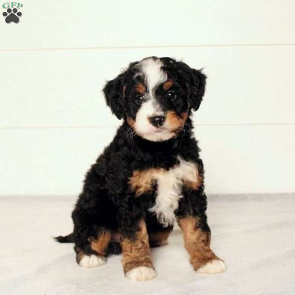 Taylor, Mini Bernedoodle Puppy