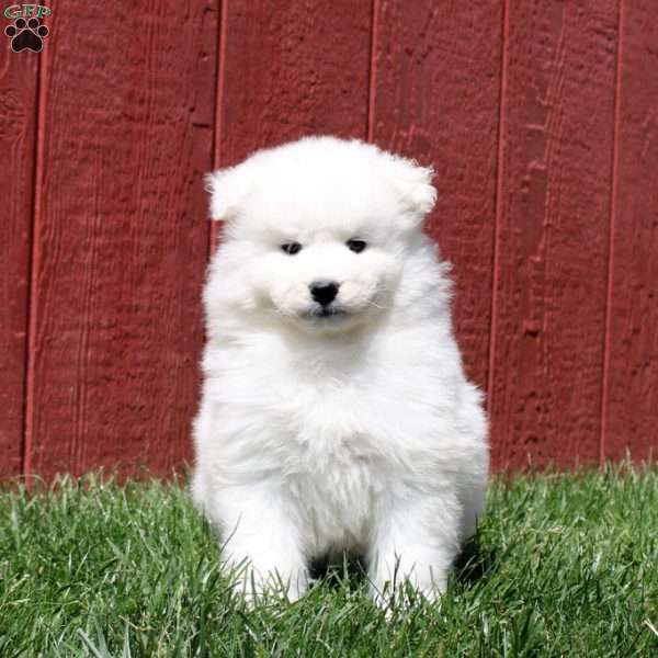 Teagan, Samoyed Puppy