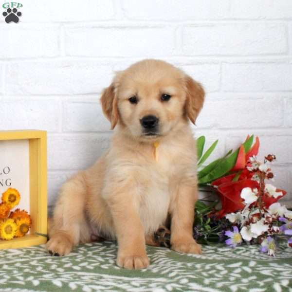 Teagan, Golden Retriever Puppy