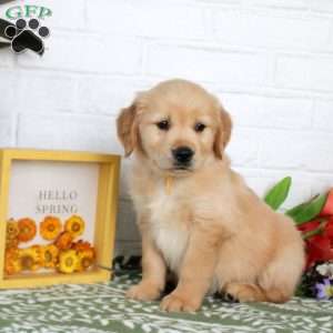 Teagan, Golden Retriever Puppy