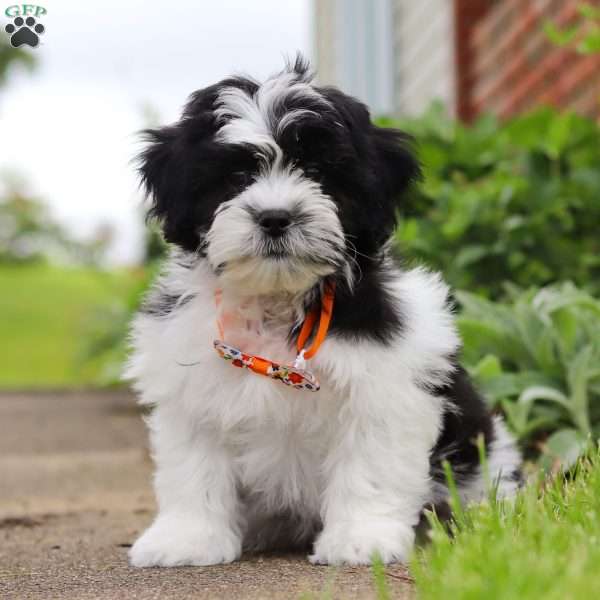 Teddy, Teddy Bear Puppy