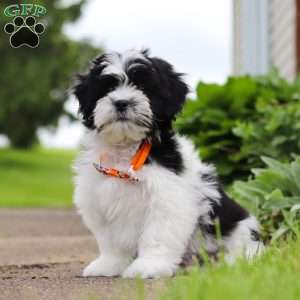 Teddy, Teddy Bear Puppy