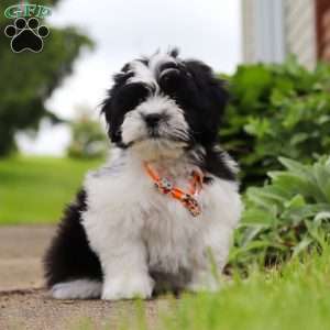 Teddy, Teddy Bear Puppy