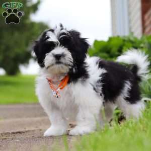 Teddy, Teddy Bear Puppy