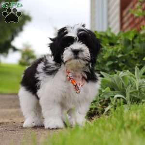 Teddy, Teddy Bear Puppy