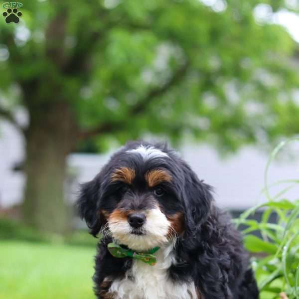 Teddy, Mini Bernedoodle Puppy